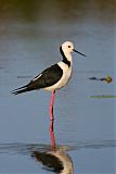 Black-winged Stiltborder=